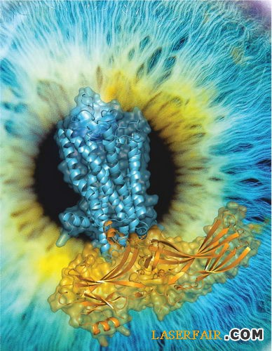 圖片說明：視紫紅質和阻遏蛋白復合物的高分辨率三維結構。藍色所示為視紫紅質的結構；黃色所示為阻遏蛋白的結構。視紫紅質感受外界光信號，并將光信號傳導到細胞內，產生視覺。阻遏蛋白參與調控視覺的產生過程。（圖片來源：徐華強課題組）