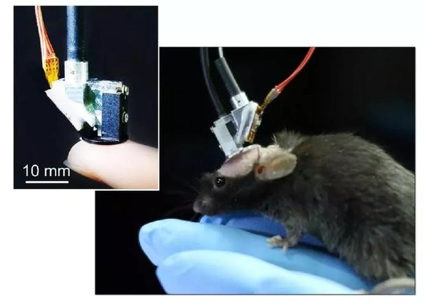 超快光纖激光助力微型雙光子顯微成像系統研究 超快光纖激光助力微型雙光子顯微成像系統研究