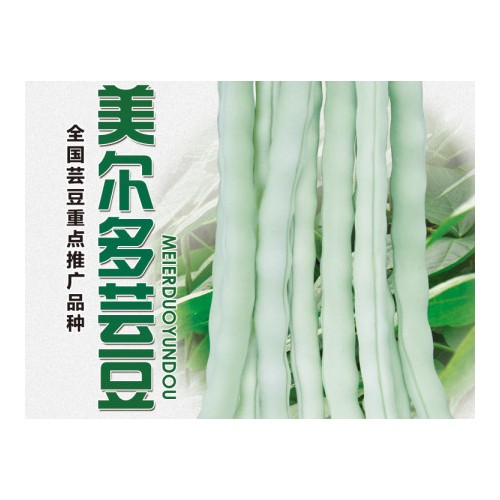 佳木斯豇豆種子批發-豇豆種子認準金富友種子