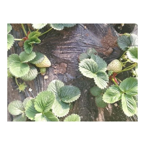 七臺河草莓種苗價格-金富友種子專業批發草莓種苗