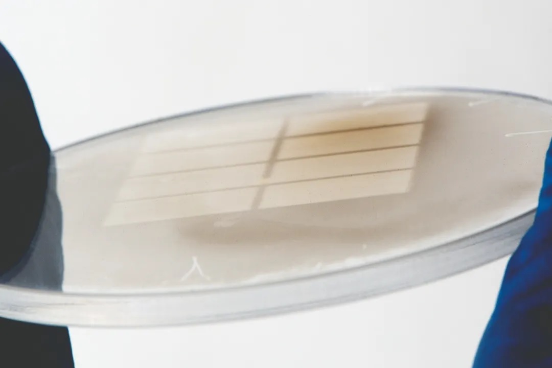 1627529090934196.jpg 1627529090934196.jpg