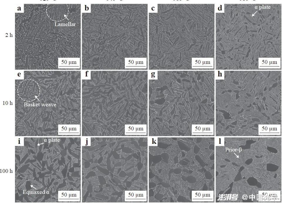 圖4 雙相區固溶時效(α+β STA)處理固溶溫度與時間對初生α相組織特征的影響。