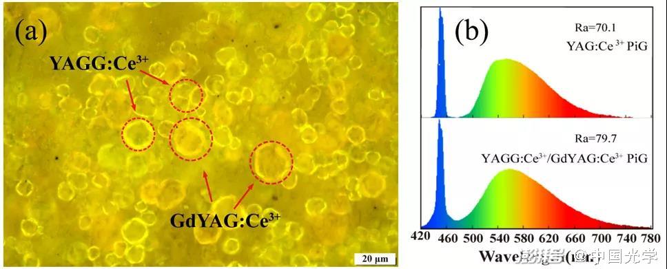 圖1:YAGG:Ce3?/GdYAG:Ce3?復合熒光玻璃的(a)微觀結構及(b)與藍色激光組合的發射光譜