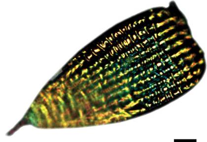 經過長時間的進化，蝴蝶翅膀上的鱗片變得異常復雜