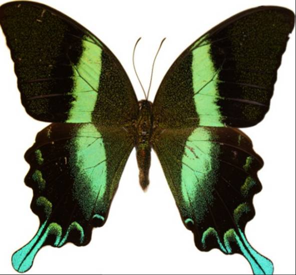 蝴蝶向潛在交配對象呈現一種顏色，向捕食者則呈現另一種顏色