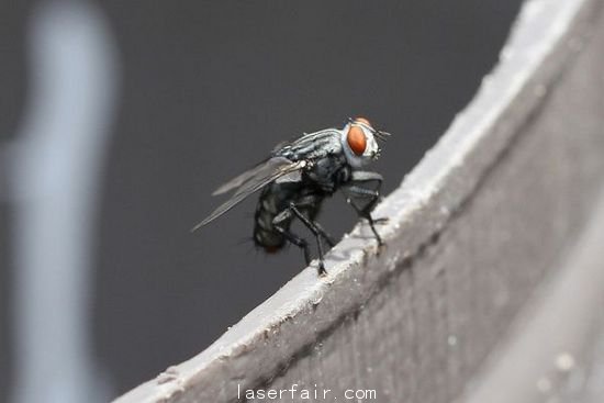 科學家成功使用激光控制蒼蠅腦部神經元