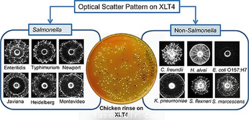 得益于新開發(fā)的激光傳感器，沙門氏菌檢測(cè)變得更加簡(jiǎn)單