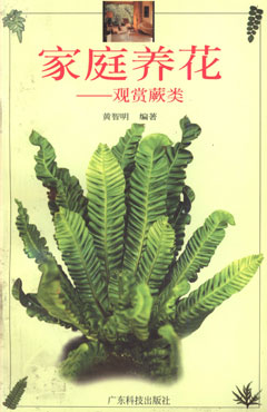 家庭養花——觀(guān)賞蕨類(lèi)