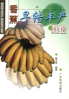 香蕉早結豐產(chǎn)栽培