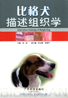 比格犬描述組織學(xué)