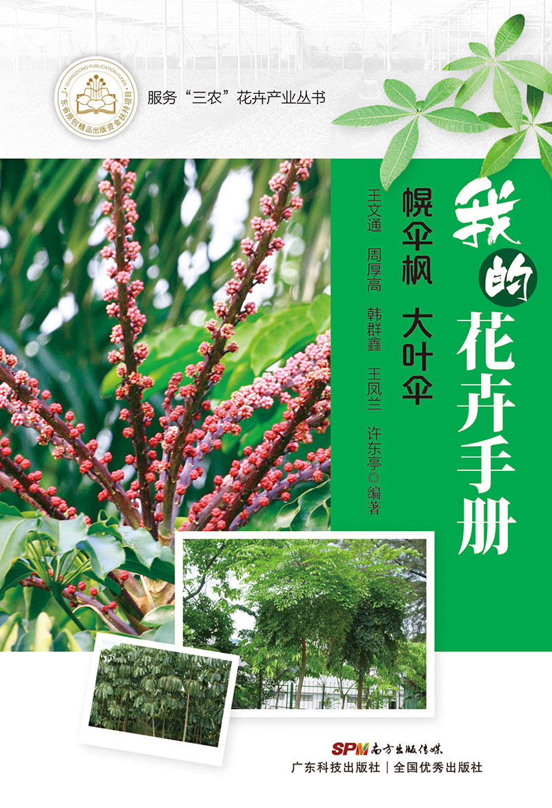 我的花卉手冊——幌傘楓  大葉傘